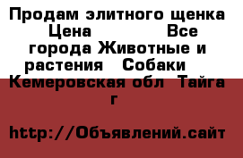 Продам элитного щенка › Цена ­ 30 000 - Все города Животные и растения » Собаки   . Кемеровская обл.,Тайга г.